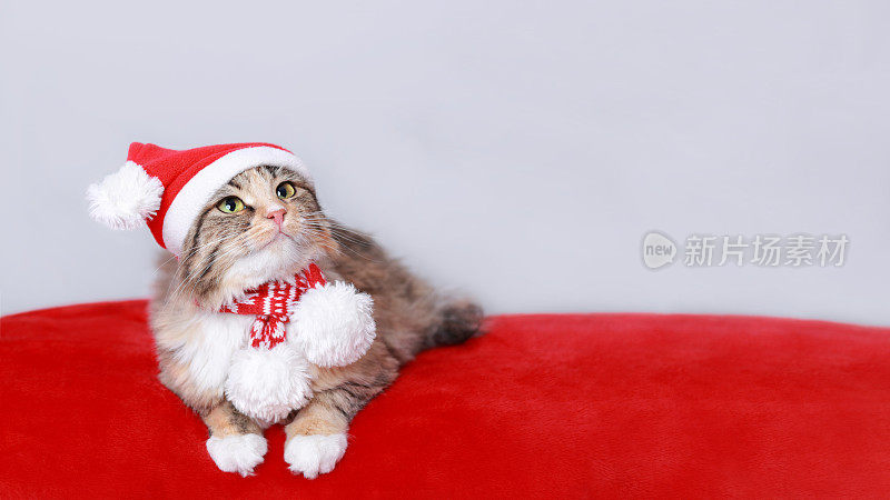 Beautiful Kitten in Santa Claus xmas red hat. Happy New Year. Сat rests on a red pillow. Web banner copy space. Сat rests. Christmas holidays concept.Happy New year. Greeting card. Winter. 2023